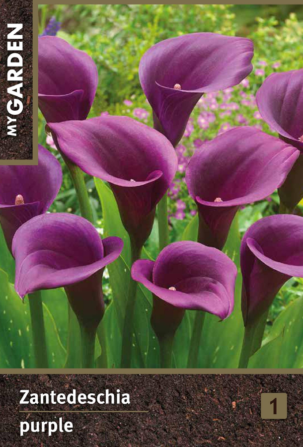 Луковица MY GARDEN Калла пурпурная, шт